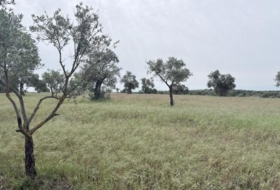 Niebla 16000&nbsp;m²
