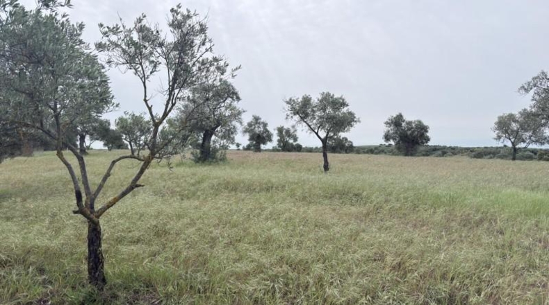Huelva - Niebla - 16000m2