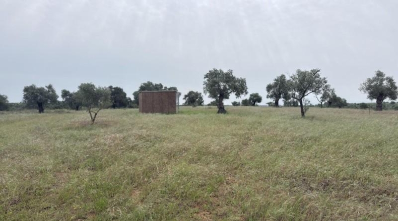 Huelva - Niebla - 16000m2