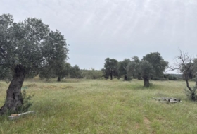 Niebla 16000&nbsp;m²