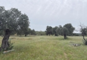 Non-developable land for sale on España, Niebla, ref: TR403778 photo