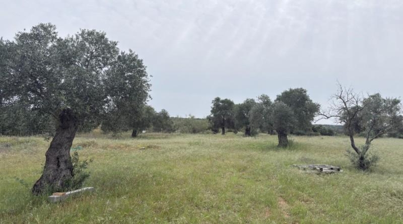 Huelva - Niebla - 16000m2