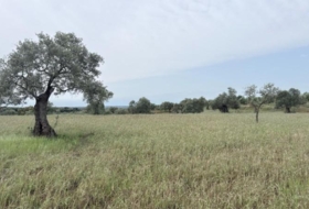 Niebla 16000&nbsp;m²