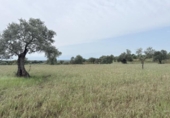 Non-developable land for sale on España, Niebla, ref: TR403778 photo