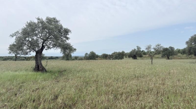 Huelva - Niebla - 16000m2