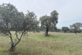 Niebla 16000&nbsp;m²
