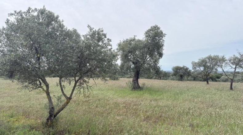 Huelva - Niebla - 16000m2
