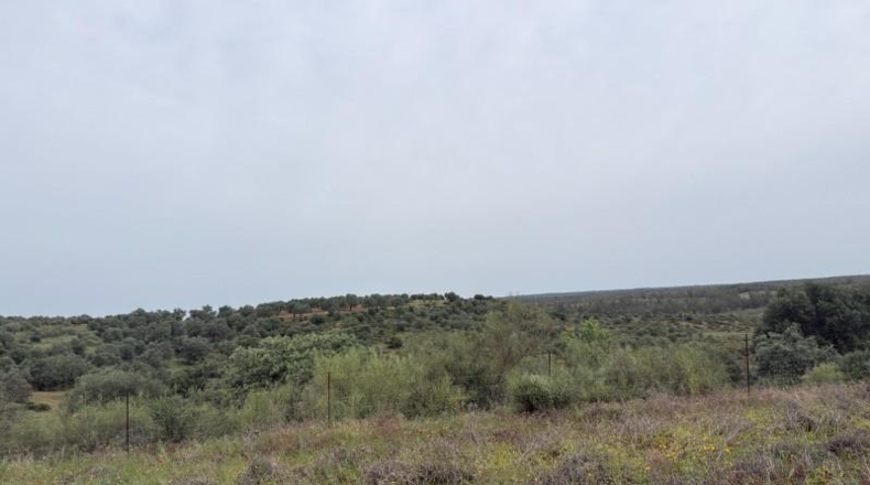 Huelva - Niebla - 16000m2