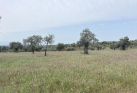 Niebla 16000&nbsp;m²