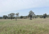 Non-developable land for sale on España, Niebla, ref: TR403778 photo