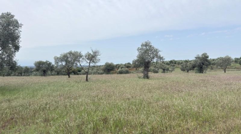 Huelva - Niebla - 16000m2