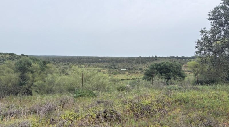 Huelva - Niebla - 16000m2