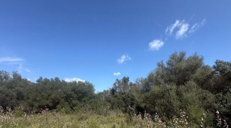 Балеарские острова - Muro - 3556m2