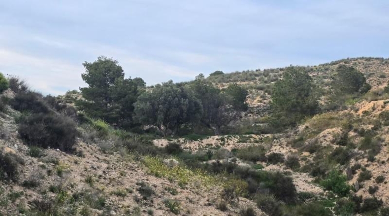 Murcia - Molina de Segura - 11994m2