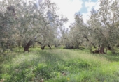 Terreny no urbanitzable en venda a la España, Fiñana, ref.: TR114256 foto