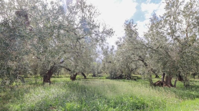 Almeria - Fiñana - 13000m2