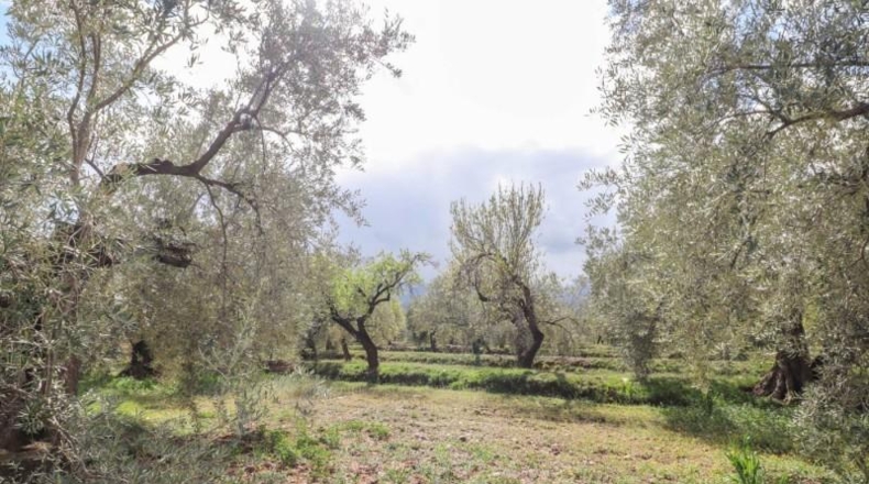 Almeria - Fiñana - 13000m2
