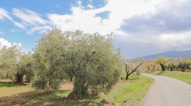 Almeria - Fiñana - 13000m2