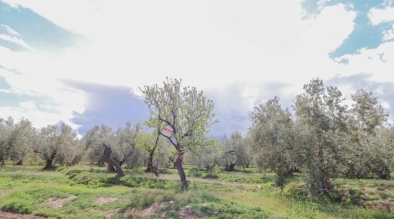 Almeria - Fiñana - 13000m2