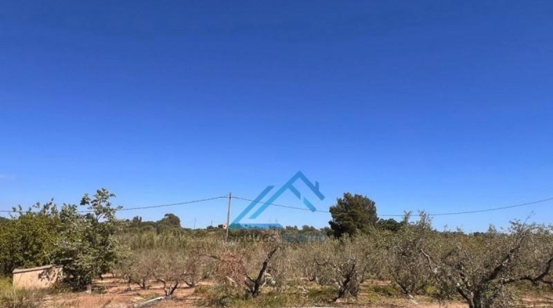 Tarragona - Vinyols i els Arcs - 3439m2