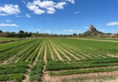 Suelo urbano en venta en la España, Murcia, ref: TR403300 foto