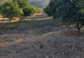 Terreno no urbanizable en venta en la España, Arcos de la Frontera, ref: TR237928 foto