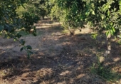 Terreno no urbanizable en venta en la España, Arcos de la Frontera, ref: TR237928 foto