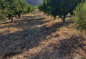 Terreno no urbanizable en venta en la España, Arcos de la Frontera, ref: TR237928 foto