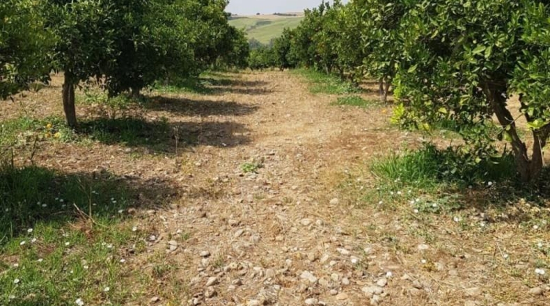 Cadiz - Arcos de la Frontera - 18000m2