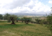 Xalet independent amb terreny en venda a la España, Alhaurín el Grande, ref.: TR318753 foto