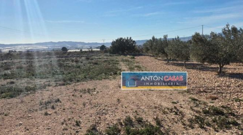 Alicante - Montfort - 25632m2