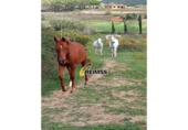 Rural estate for sale on España, Tordera, ref: TR350392 photo