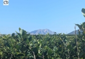 Finca rústica en venta en la España, Orihuela, ref: TR368481 foto