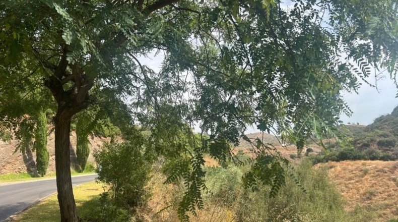 Malaga - Marbella - 1480m2