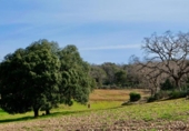 Non-developable land for sale on España, Arbancón, ref: TR128500 photo