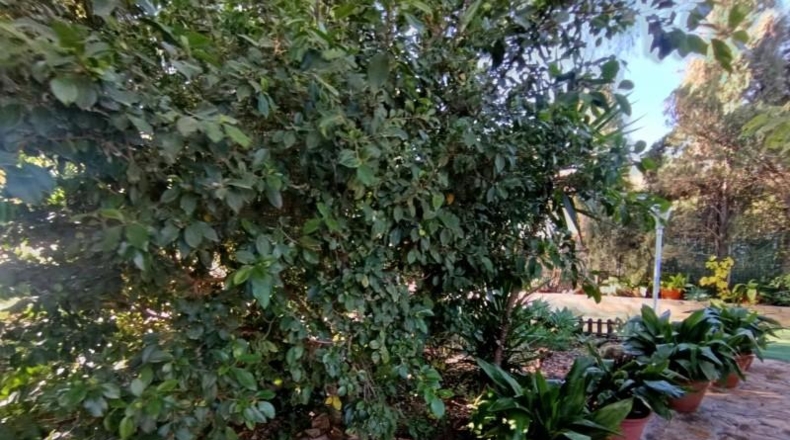 Murcia - Molina de Segura - 840m2