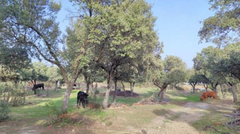 Comunidad de Madrid - Galapagar - 20000m2