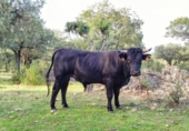 Granja en venda a la España, Galapagar, ref.: TR304533 foto