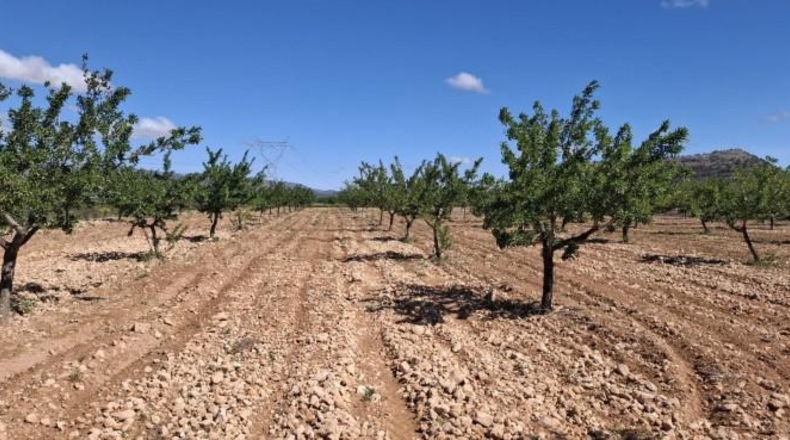Alicante - la Romana - 7627m2