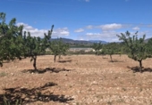 Terreny no urbanitzable en venda a la España, Monòver, ref.: TR129112 foto