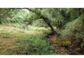 Detached villa with land for sale on España, Vilar de Sarria, ref: TR287352 photo