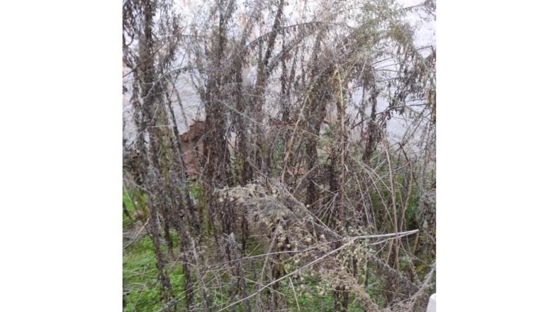 Toledo - Villanueva de Alcardete - 331m2