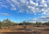 Chalet independiente con terreno en venta en la España, l'Ampolla, ref: TR323407 foto