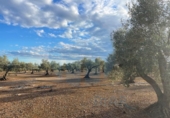 Chalet independiente con terreno en venta en la España, l'Ampolla, ref: TR323407 foto