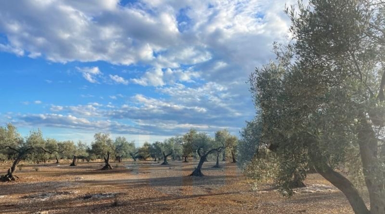 Tarragona - l'Ampolla - 21000m2