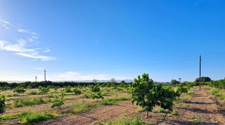 València - Alzira - 24200m2