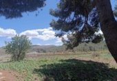 Casa de camp amb terreny en venda a la España, Jumella, ref.: TR334405 foto