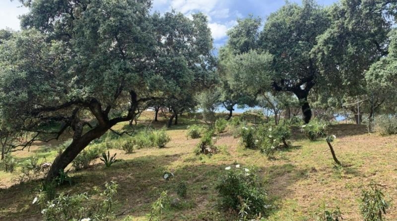 Córdoba - Córdoba - 3143m2