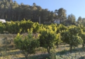 Finca rústica en venda a la España, Pego, ref.: TR395057 foto