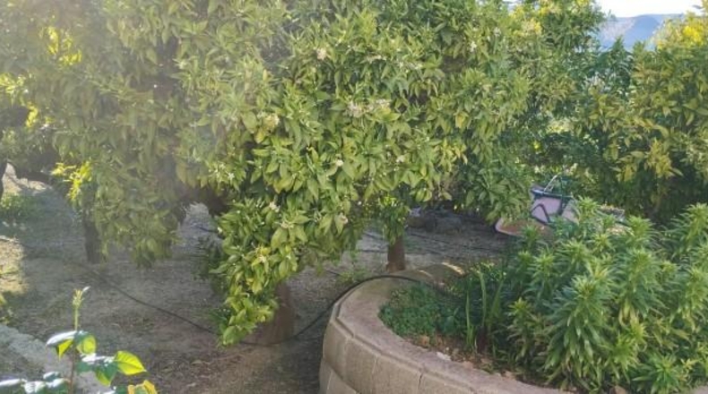 Аликанте - Dolores - 3641m2